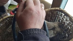 Вес годовалых кроликов фландр. Кролики бельгийские великаны. Замер длины ушей у фландров.