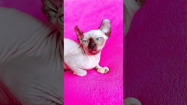 Sphynx cat elf Канадский Сфинкс эльф