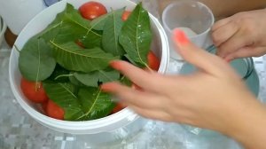 Квашеные помидоры в ведре на ореховых и вишнёвых листьях