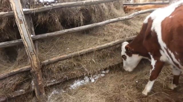 обзор содержания крс смотреть онлайн