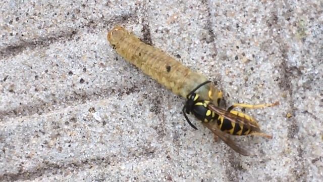 Добыча осы. Осы — хищники