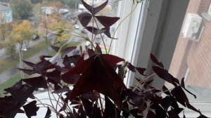 #oxalis #дом #оксалис / Окcалиc« Kупидо»(лат. оxаlis triаngulаris «Сupidо»)кислица фиолетовая.Уход