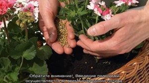 Пеларгония ампельная или герань — выращивание и уход в домашних условиях