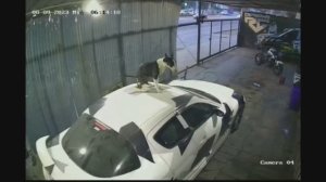 Приколы 2023 Смешные видео #40 август