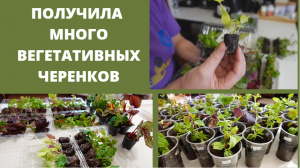 Вот такие вегетативные черенки я получила. А качество какое..Не смогла удержаться.Заказала еще.