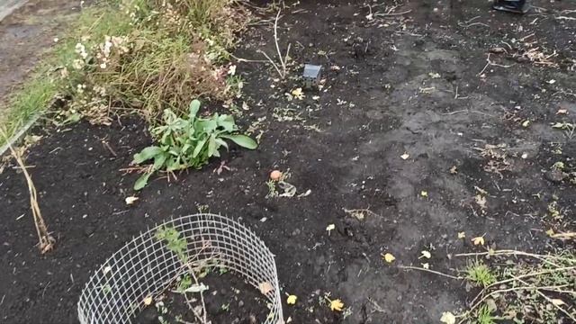 Подготовка крыжовника к зиме и обо всем понемногу! Омск, 19.10.2022 смотреть онлайн