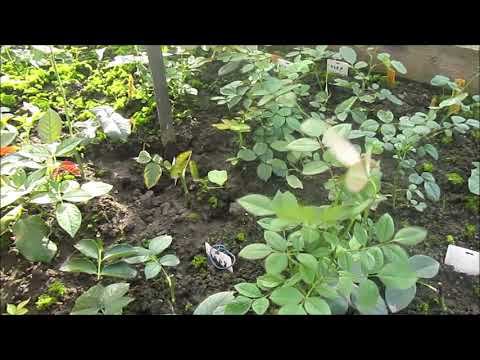 РОЗЫ. ЧЕРЕНКИ РОЗ 2021. смотреть онлайн