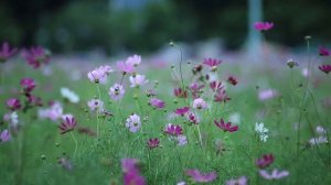 Лев в год Змеи - характер