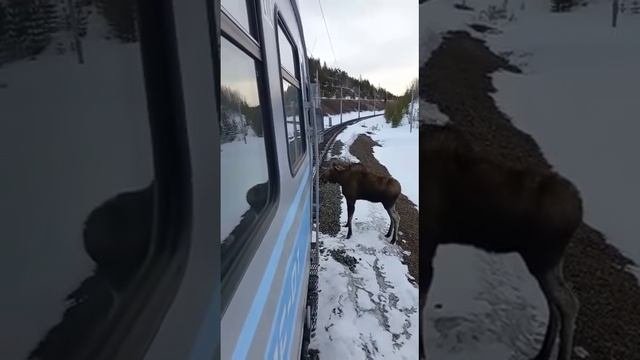 Поезд лось. Лось. Лосиха с лосенком.