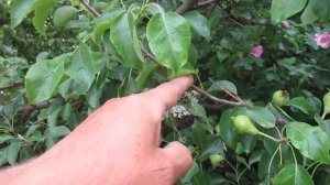 Как заставить Грушу плодоносить каждый год?  Как защищать от вредителей!