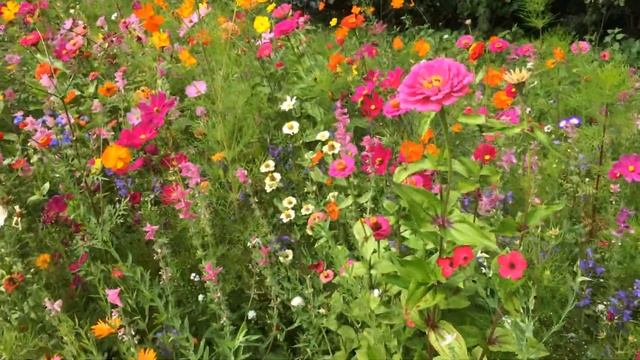 Wildblumenwiese - Natur pur смотреть онлайн