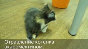 Отравление котёнка акаромектином.