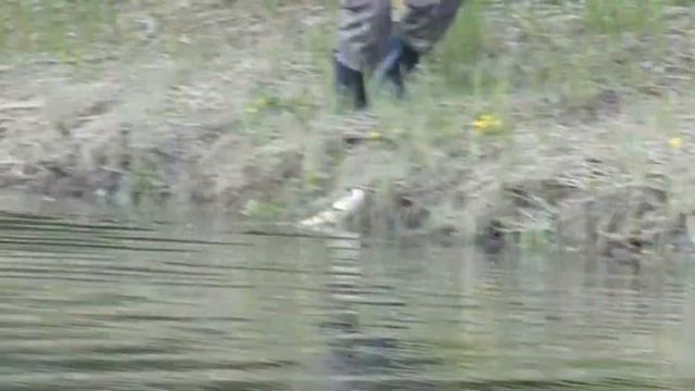 рыбалка на реке вишера п Вёлс (2) смотреть онлайн