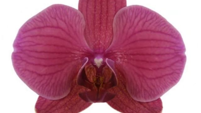 💙💛Phalaenopsis catalogue Microflor💚Рожеві, бузкові, фіолетові в крап ОРХІДЕЇ з назвами / КАТАЛОГ смотреть онлайн
