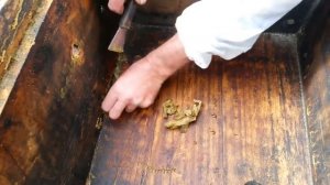Прополис и его полезные свойства/Значимость прополиса для пчел.