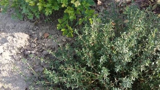 Чай с чабрецом - полезные свойства и противопоказания.