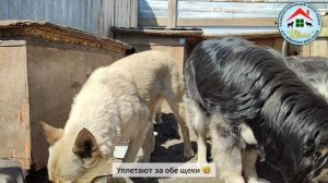 Собачки уплетают домашнюю кашку! Столько радости ❤