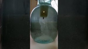 Технопланктон "Топленое молоко"