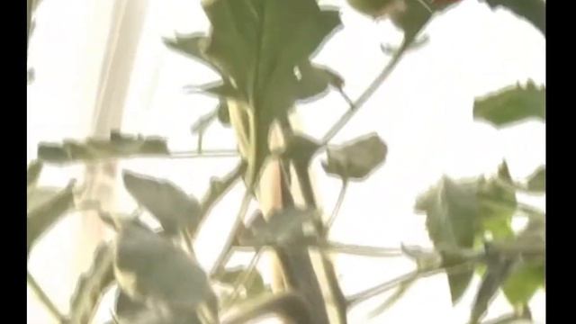 ОГРОМНЫЙ УРОЖАЙ ТОМАТОВ В ТЕПЛИЦЕ смотреть онлайн