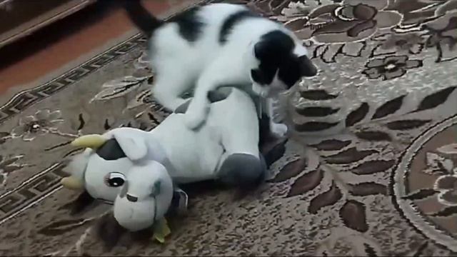 Кошак положил в нокаут корову!!! смотреть онлайн