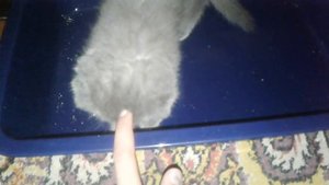 Имя котейки/мини обзор/как приучить котёнка к латку
