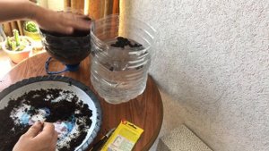 930. Огурцы на подоконнике на фитильном поливе.