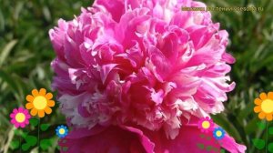 Пион молочноцветковый Cелебрити. Краткий обзор, описание характеристик paeonia lactiflora Celebrity
