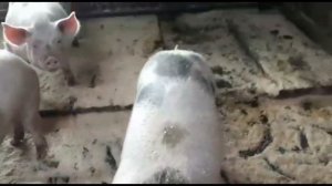 видио от подписчика, свиньи породы пьетрен, обзор советских свиноферм