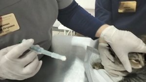 Как кошке в домашних условиях давать таблетки - таблеткодователем