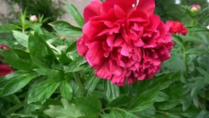 пион   Геркулес. - Горобец В.Ф., 2010, Украина.