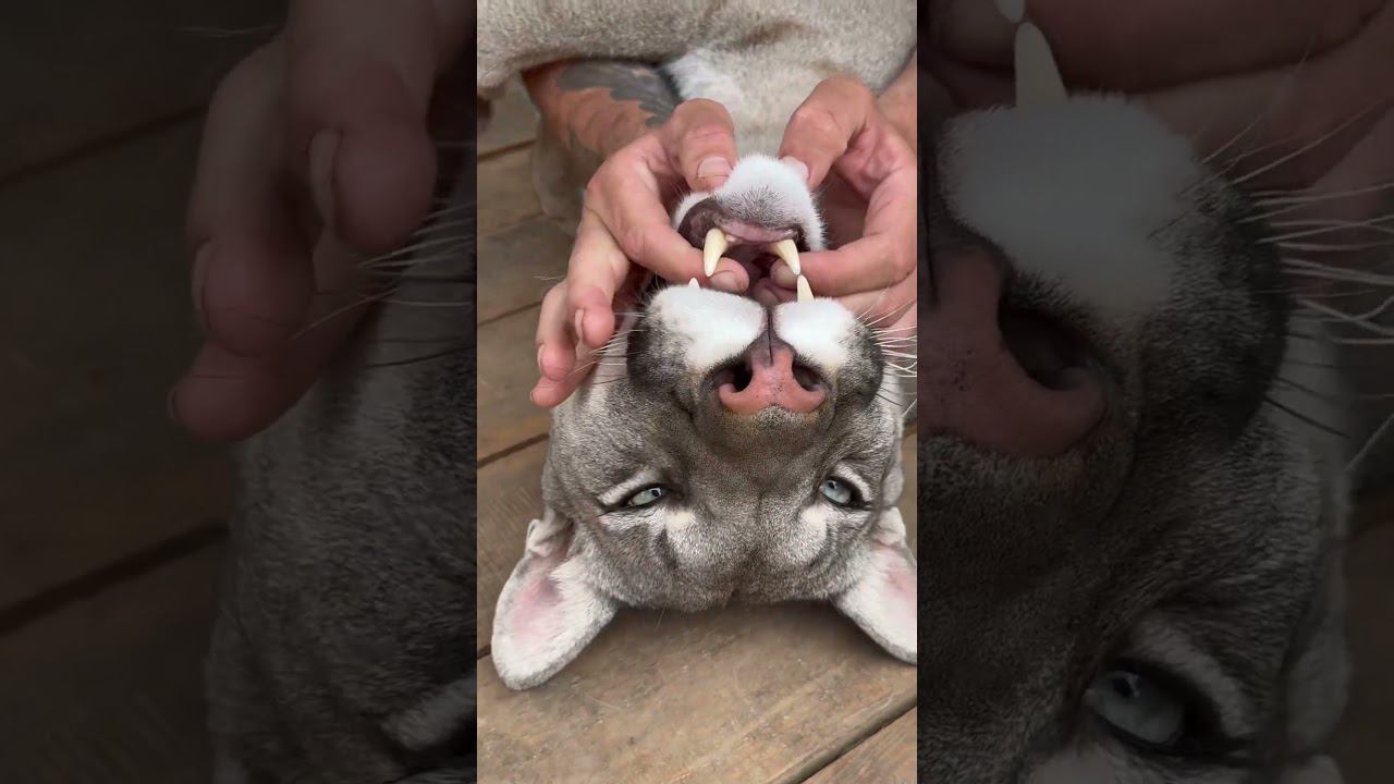 A dangerous beast    #animals #puma #bigcat #cat #pumaBraige