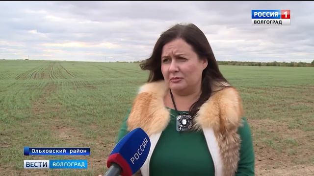 В Волгоградской области завершается сев озимых