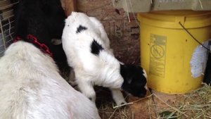 Funny little goat. Маленькая козочка развлекается