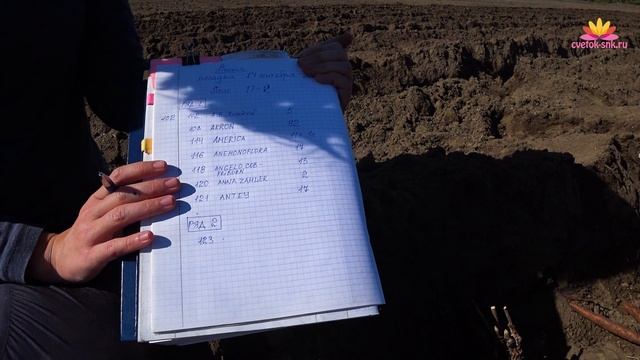 Посадка травянистого пиона. Сентябрь 2018 смотреть онлайн