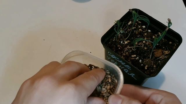 Cосна черная из семян тест всхожести смотреть онлайн