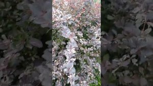 БАРБАРИС " Арлекин " #барбарис