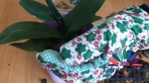 Как сажать орхидею в непрозрачный горшок