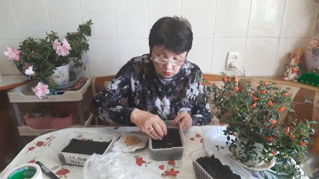 Самый лучщий и простой посев семян перца смотреть онлайн