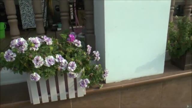 Гибискус или китайская роза. смотреть онлайн