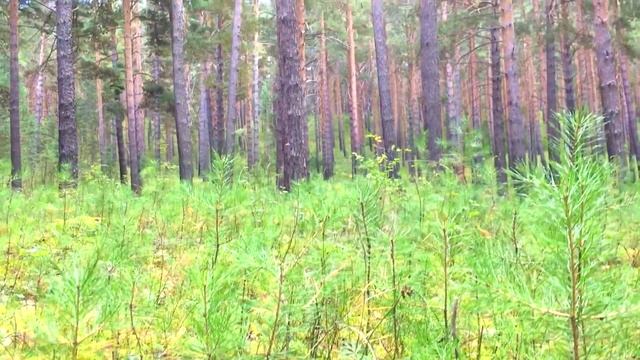? Путешествия по России ?Красноярский край ? село Шунеры