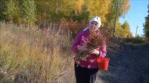 про траву кровохлебку. Рыжкова В.Ю. Н-Катарач.