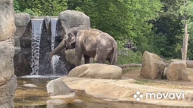 ZOO Praha?Зоопарк в Праге?МИЛЫЕ ЖИВОТНЫЕ #зоопарк #zoopraha#animals