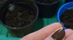 СЕЮ СУПЕРУРОЖАЙНЫЕ УЛЬТРАСКОРОСПЕЛЫЕ КАБАЧКИ