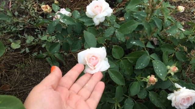 Роза Яблоневый цвет/Apple Blossom- 1-ое цветение после посадки / Из Питомника Елены Иващенко