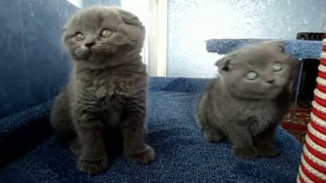 Вислоухие шотландцы