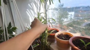 Обзор комнатных растений. Июнь 2023 год