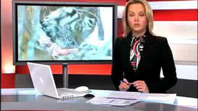 Возвращение редкого хищника. Амурский тигр в Еврейской автон