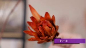 Гид по сухоцветам. Идеальное решение для интерьера или фотосессии.