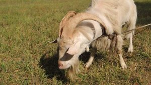 Половое поведение козла. Реакция на соперника