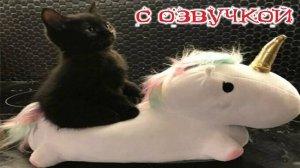 Самые смешные животные 😂 Приколы с котами и собаками 2023 😺🐶